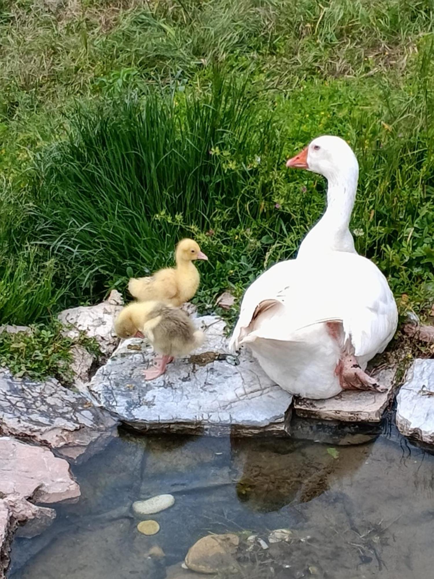 Agriturismo Campagna In Compagnia Vallo di Nera Dış mekan fotoğraf